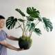 New simulated turtle leaf desktop potted plant Terilihui
