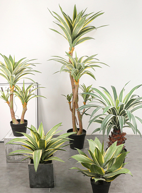 特丽卉仿真沙漠植物龙舌兰包邮