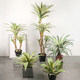 Telihui simulated desert plant agave free shipping