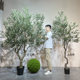 Terrihui large green olive tree floor-standing potted plant