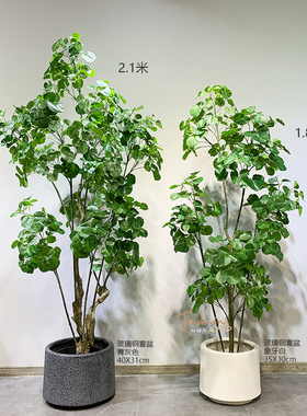 仿真金钱树福禄桐盆栽包邮