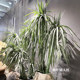 Telihui simulated desert plant agave free shipping