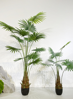 棕榈叶落地植物蒲叶针葵特丽卉