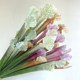 Terihui simulated single Sarracenia