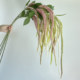 Simulated soft silk tail amaranth hanging rice lover's tears hanging fake flower art hanging simulated green plant wall design decoration