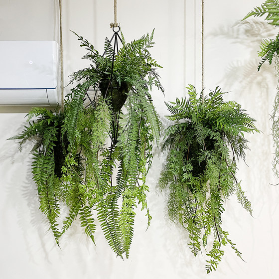 Hanging fern fresh green plants indoor garden courtyard