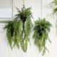 Hanging fern fresh green plants indoor garden courtyard
