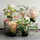 Simulated fake trees, colorful leaves, green plants, multi-fork handles, fairy taro and fruit taro potted plants, indoor landscaping decoration, flower arrangements