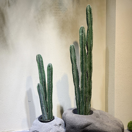 Terrific cactus succulent plant desert green plant