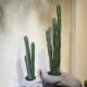 Terrific cactus succulent plant desert green plant