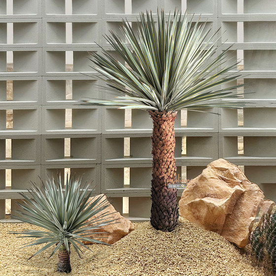 Telihui simulated Mexican agave