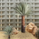 Telihui simulated Mexican agave
