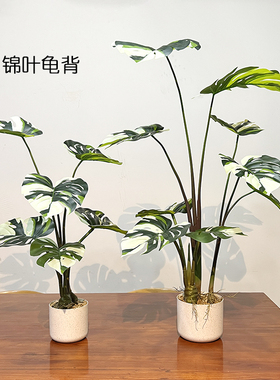 包邮特丽卉彩叶绿植桌面盆栽