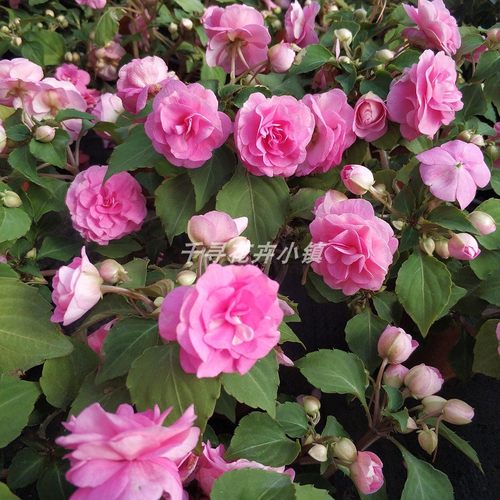 水梅花 重瓣凤仙花 开花 喜阳 阳台  产地发货 包邮 好养 - 图0