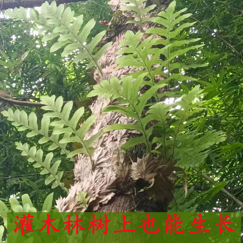 大山中草药骨碎补爬岩姜毛猴姜泡酒食补重庆深山现摘现发一斤包邮 - 图2