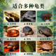 ເຕົ່າ Brazilian ເຕົ່າອາຫານພິເສດ turtle feed ຂະຫນາດນ້ອຍ