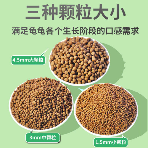 纯正石金钱龟招财宠物龟小乌龟活物小青龟苗黄金龟苗纯正海南三线 - 图2