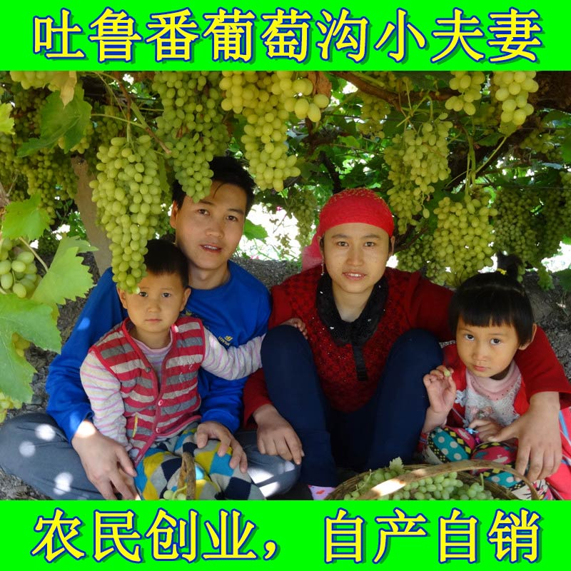 新疆特产绿宝石大颗粒葡萄干吐鲁番无核白精选绿提子孕妇零食500g - 图1