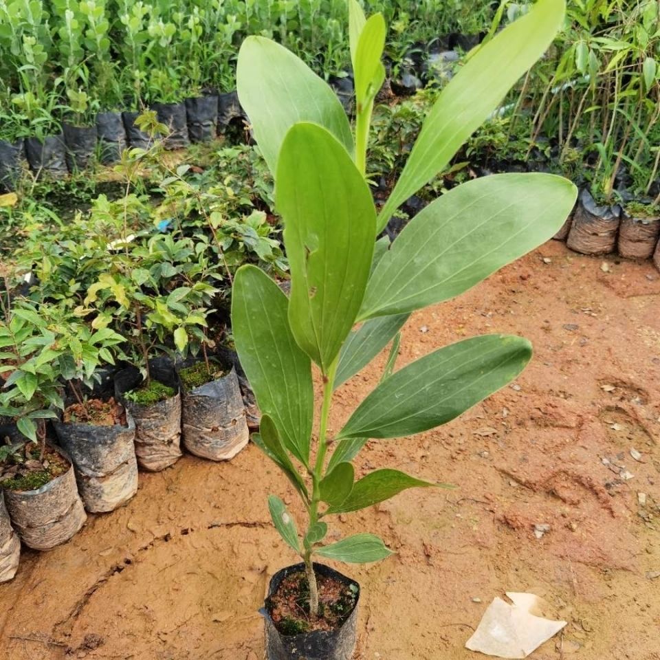 大叶相思树 马占相思造林树苗 易生长耐旱 绿化生态种植带土发货 - 图2