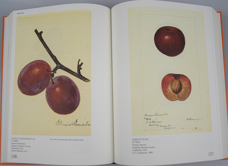 英文原版 An Illustrated Catalog of American Fruits and Nuts 美国水果与坚果图录 美国农业部果树水彩画收藏 英文版 进口书籍 - 图0