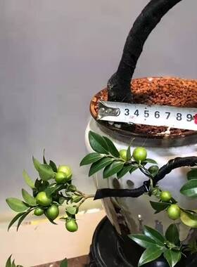 广东小叶紫檀树绿植振兴家居气氛