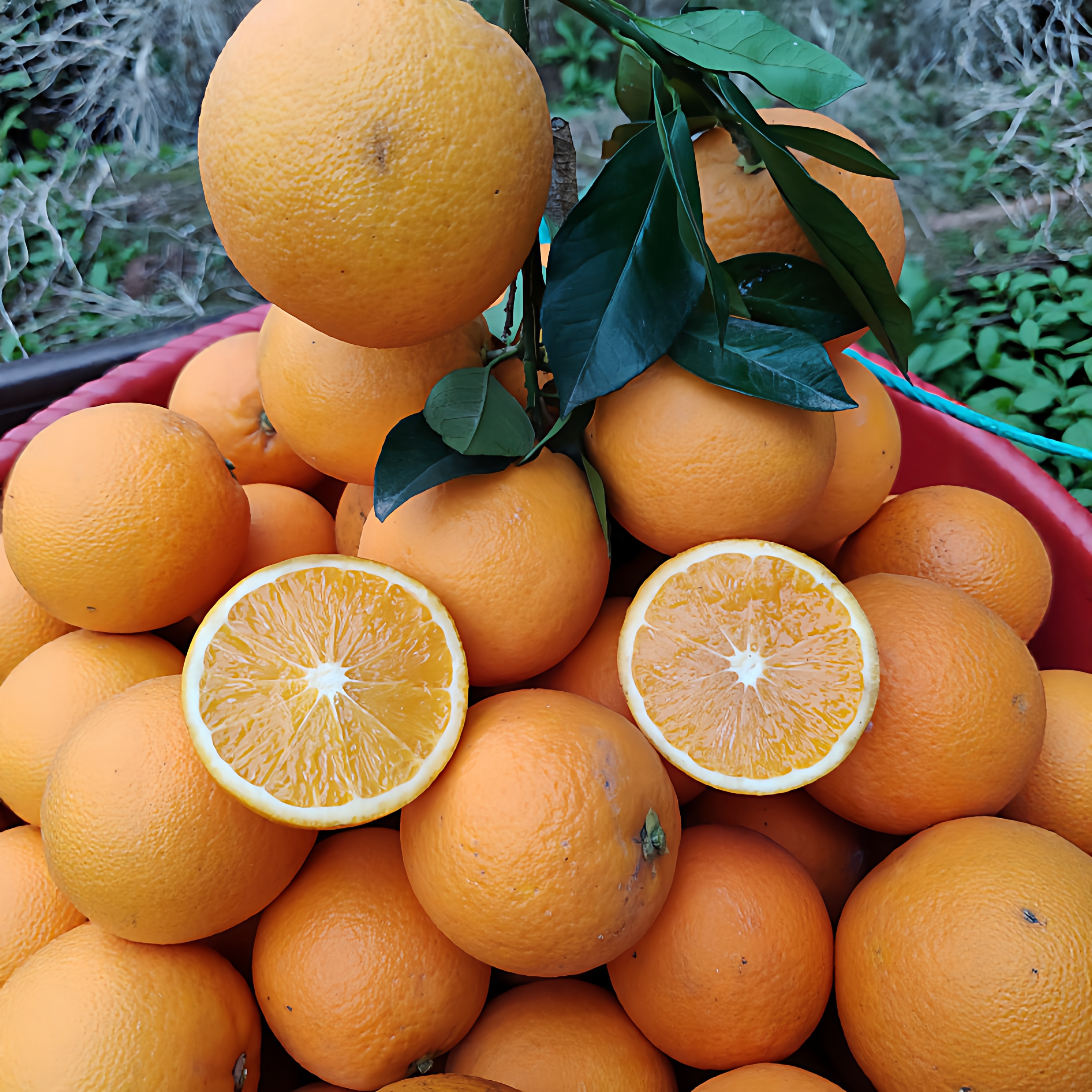 正宗湖南怀化麻阳冰糖橙现摘现发当季新鲜水果橙子整箱9斤装包邮,淘宝优惠券,粉丝福利购,淘宝优惠卷