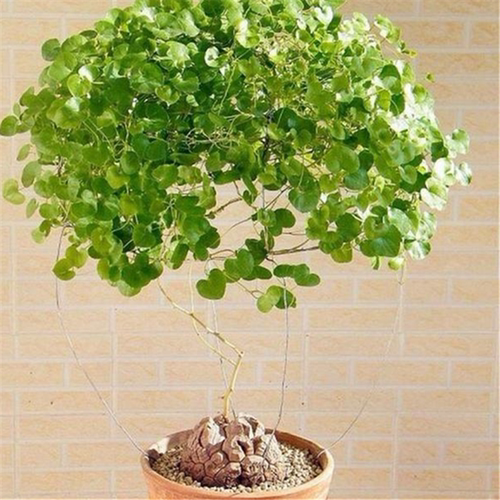 南非龟甲龙一物一拍盆栽爬藤块根多肉植物带盆栽好包邮发货顺丰 - 图1