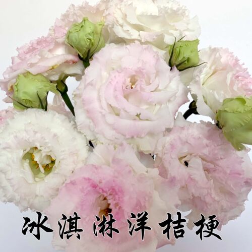 洋桔梗鲜花花束云南昆明基地直发速递同城配送生日家用插花水养花 - 图1
