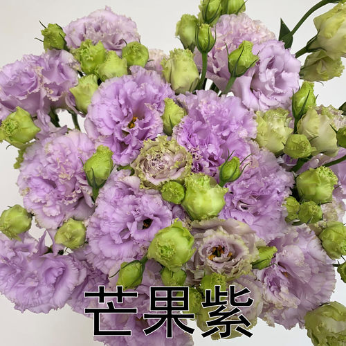 洋桔梗鲜花花束云南昆明基地直发速递同城配送生日家用插花水养花 - 图0