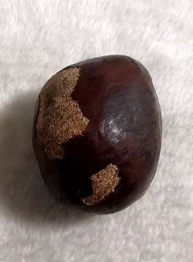 佛心果原籽挂坠配饰菩提子