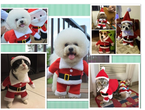 Pet Christmas Pet Droug