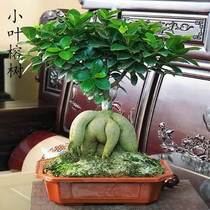 Large small leafy banyan tree S styling bonsai indoor wind blows Taiwan gas root indoor living room Evergreen Green Plant in Four Seasons