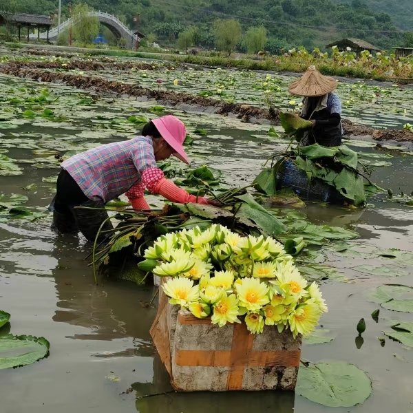 农夫茗程九品香水莲花茶基地自种直发十三品紫金香水莲养生茶佛莲-图2