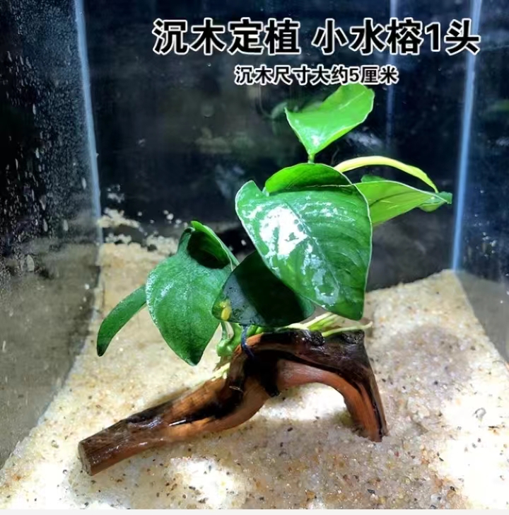 水榕水草植物鱼缸造景沉木带水草溶定植大水榕迷你幽灵辣椒榕阴性 - 图1