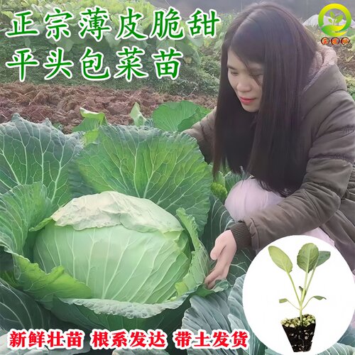蔬菜苗大全秧苗带土带根发货平包菜秧苗四川莲花白西兰花菜苔幼苗 - 图0