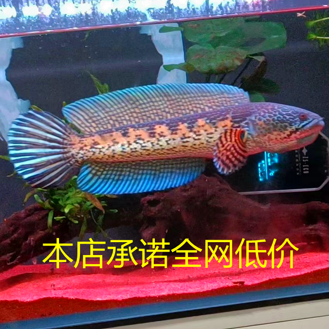 养定稳定订水黄金眼镜蛇雷龙橙斑鳢凶猛鱼淡水观赏鱼大型雷龙稳定 - 图1