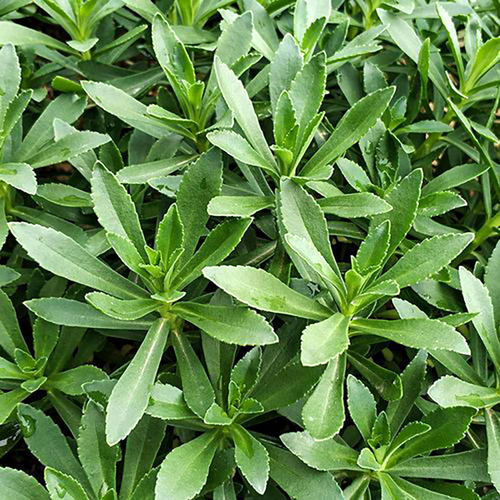 高钙养心菜种子种籽苗救心菜孑特色蔬菜四季青菜秧苗盆栽阳台菜苗 - 图1