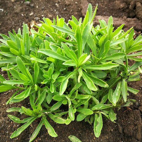 高钙养心菜种子种籽苗救心菜孑特色蔬菜四季青菜秧苗盆栽阳台菜苗 - 图2