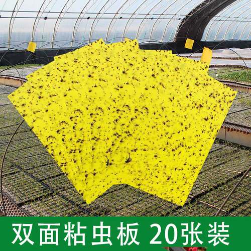 黄板双面粘虫板诱虫蓝板大棚果园蓟马沾虫纸果蝇诱捕器小飞虫针蜂 - 图0