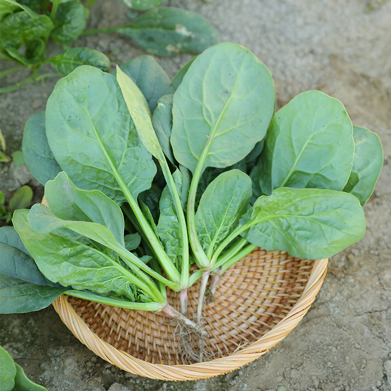 大叶菠菜籽种冬季四季青菜蔬菜小叶种籽孑大全阳台盆栽种子老品种 - 图1