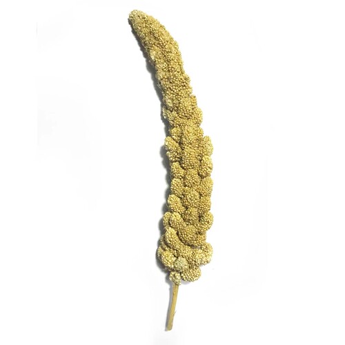 20包邮】仓鼠金丝熊松鼠躺手神器谷穗麦穗逗鼠棒一整根增加粗纤维 - 图3