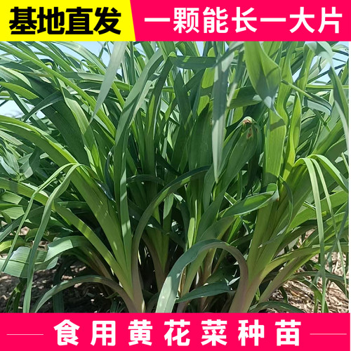 优质黄花菜种苗种植苗食用黄花菜苗根金针菜苗现挖现卖四季可种植 - 图0