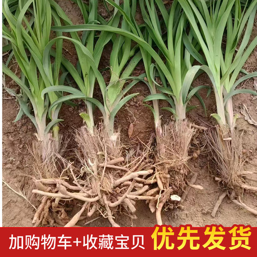 优质黄花菜种苗种植苗食用黄花菜苗根金针菜苗现挖现卖四季可种植 - 图1