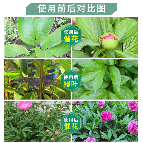 牡丹花芍药专用肥料花肥有机复合开花促花生根剂缓释肥营养液壮根 - 图1