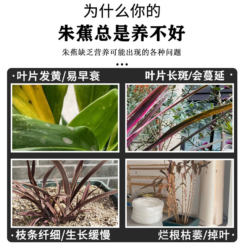 朱蕉肥料红叶朱蕉朱竹专用肥料营养液家用室内阳台盆栽植物有机肥,淘宝优惠券,粉丝福利购,淘宝优惠卷