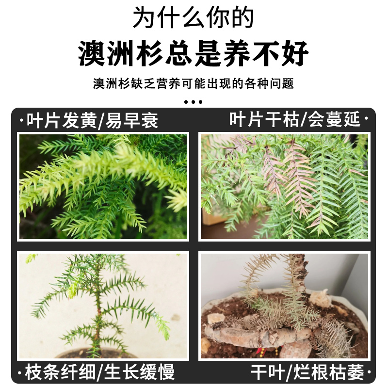 澳洲杉专用肥异叶南洋杉肥料营养液喷叶有机复合颗粒缓释肥盆景,淘宝优惠券,粉丝福利购,淘宝优惠卷