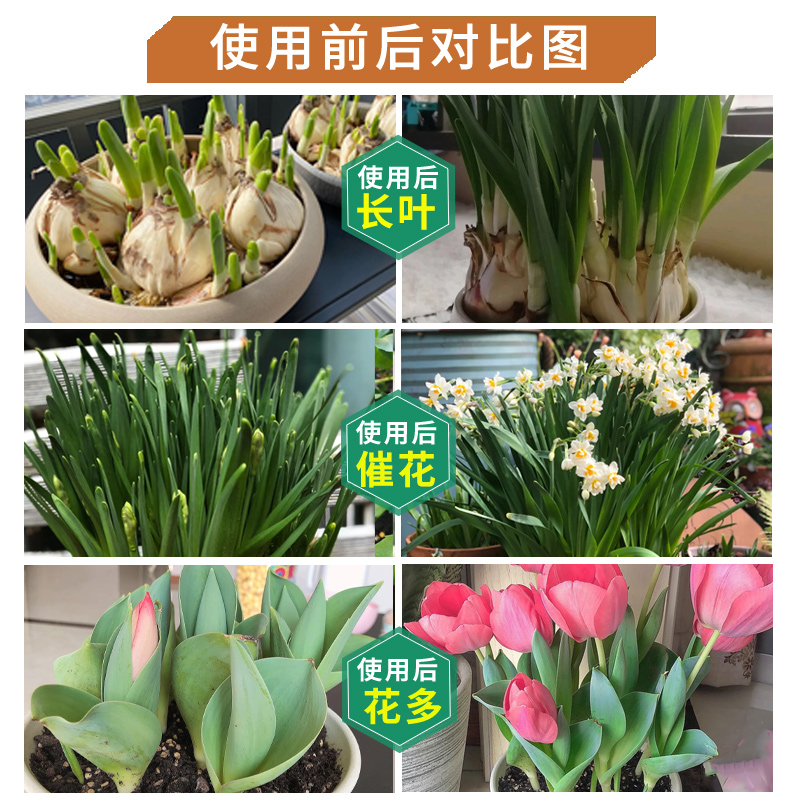 百合水仙花专用营养液百合花种球水培植物专用有机肥料生根促开花