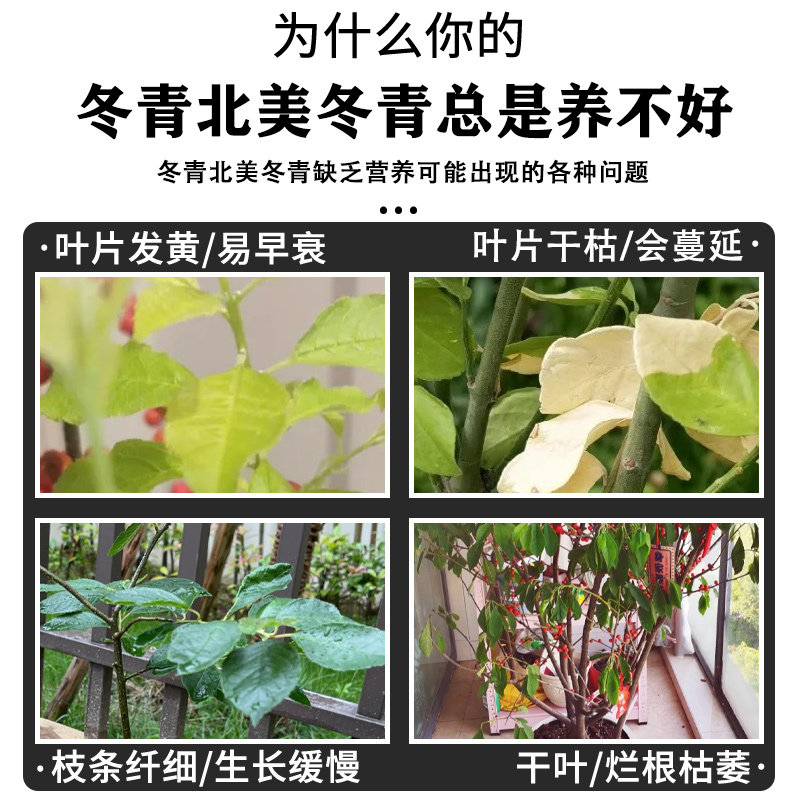冬青树专用肥北美冬青营养液肥料冻青营养液四季喷叶铁冬青有机肥,淘宝优惠券,粉丝福利购,淘宝优惠卷