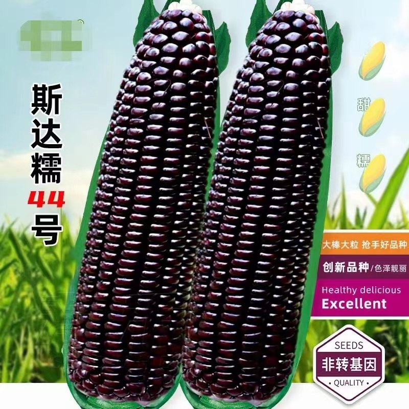 玉米籽合集农科糯336斯达糯44金银水果黑糯黄糯白糯彩甜糯玉米籽,淘宝优惠券,粉丝福利购,淘宝优惠卷