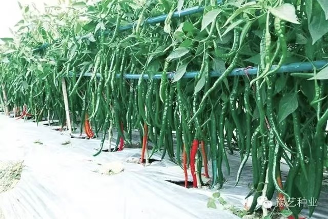 菜用辣椒种子合集螺丝椒杭椒二金条樟树港羊角椒麻椒黄线椒港椒,淘宝优惠券,粉丝福利购,淘宝优惠卷